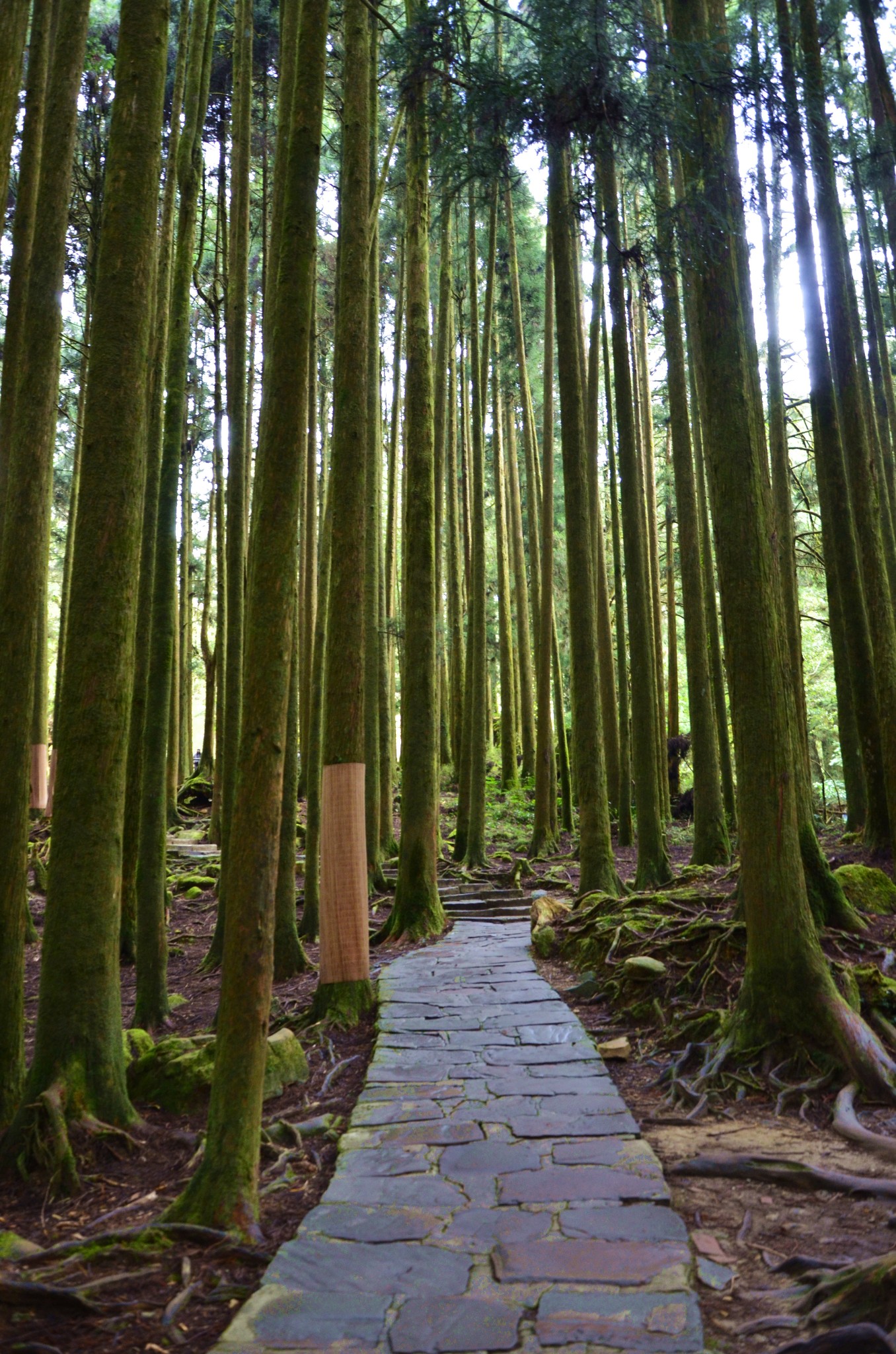 阿里山