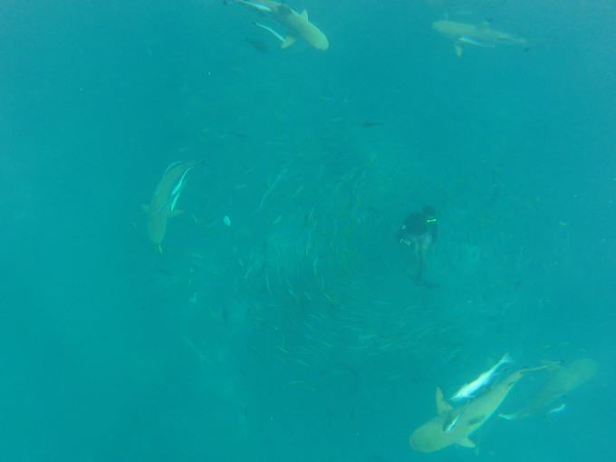 人生必去的50个地方之一,上帝的水族箱,世界七大海底奇观之首,没错,这说的都是帕劳。那里的海有七种颜色,海底的鱼群多的数不清,可以和水母共舞,也可以和鲨鱼一起遨游,是所有潜水爱好者心目中的天堂,也是新婚夫妇青睐的蜜月圣地。想去感受帕劳这个人间仙境吧~那我们可以用什么方式打开帕劳海底Safari呢?往下看! 先认识三块地方(大岛、科罗尔、离岛) 1、巴伯尔图阿普岛:即大岛,机场所在地。帕劳环岛自驾就在这儿。 2、Koror:首都兼商业中心,酒店和餐厅聚集地。 3 Pelilieu:漂亮的潜水胜