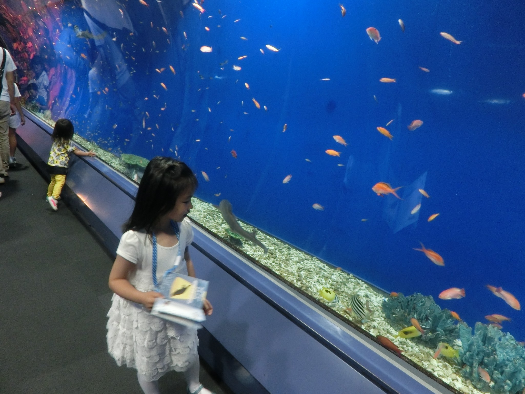 大阪海游馆         